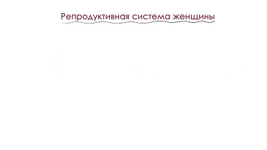 Анатомия и физиология женской половой системы - обзорно