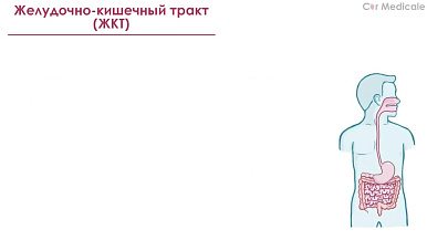 Гистология пищевода