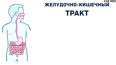 Анатомия и физиология желудочно-кишечного тракта человека